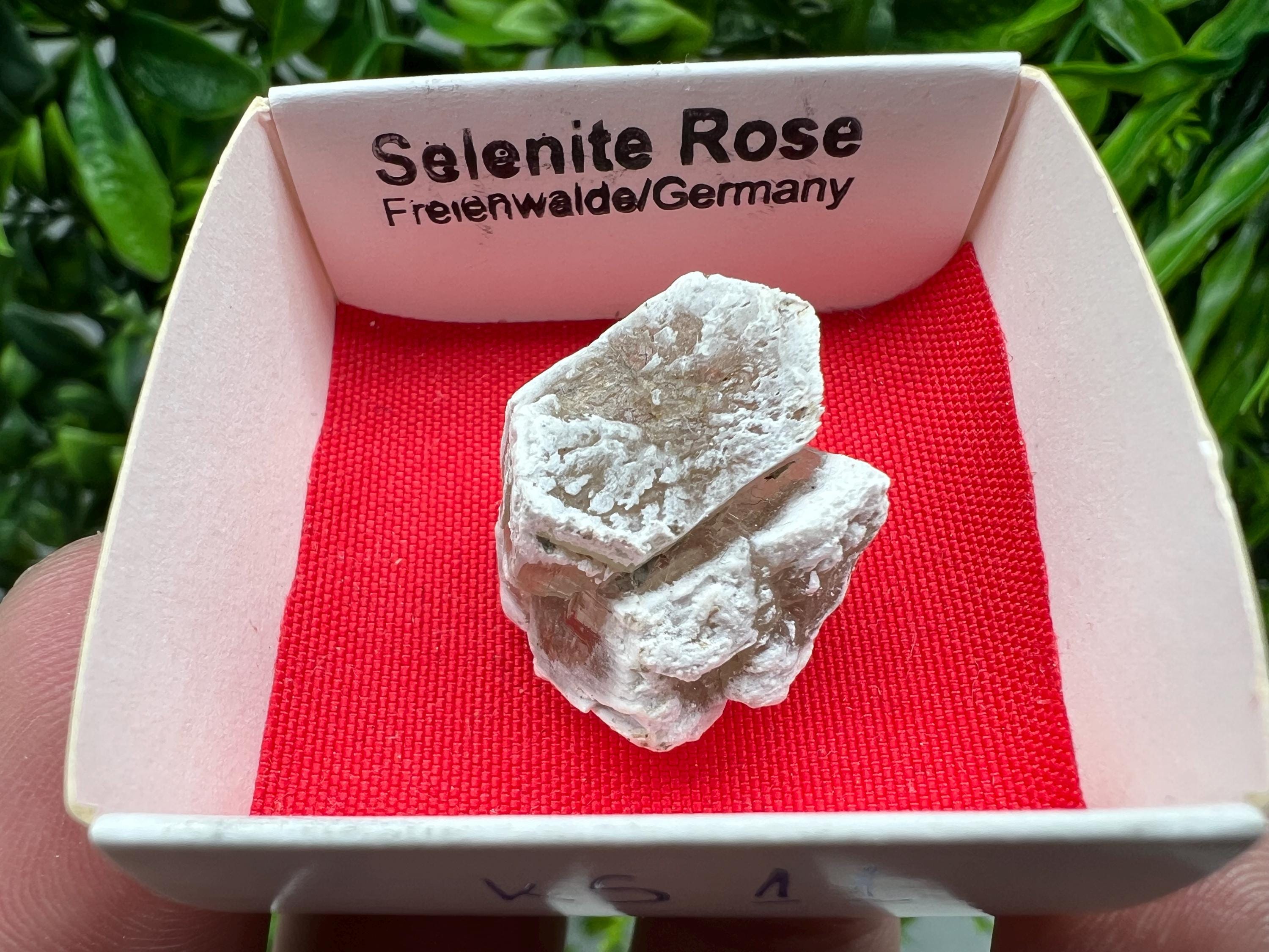 Selenite Rose, Freienwalde Germany, Natural Crystal Mineral Specimen