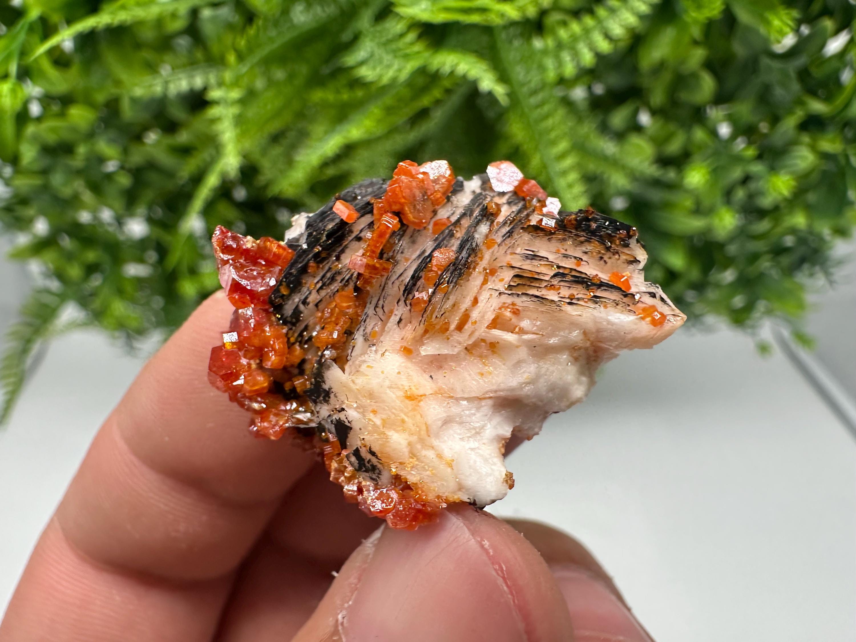 Red Vanadinite on Barite from Marocco,crystal minerals Speciment cluster Vanadinite crystal Vanadinite Geology Vanadinite cluster minerals