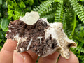 Quartz with Chlorite on Rhodochrosite and Siderite Mineral Specimen