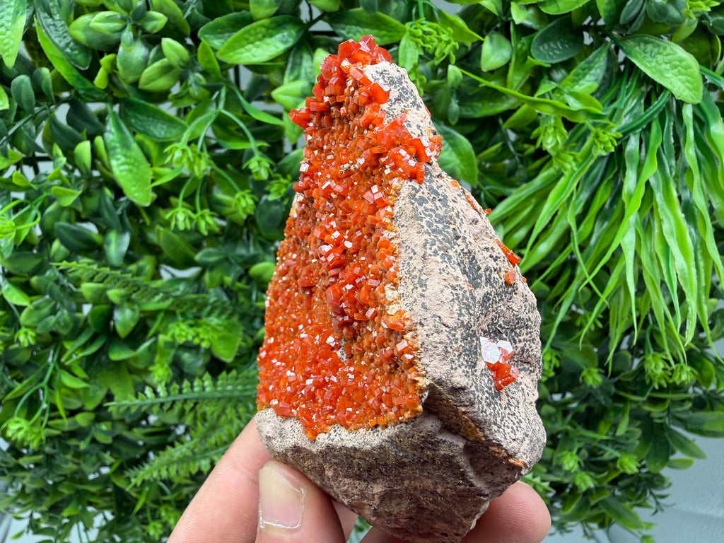 Red Vanadinite on Matrix from Marocco,crystal minerals Speciment cluster Vanadinite crystal Vanadinite Geology Vanadinite cluster minerals