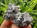 Shiny Galena on Quartz, Borieva Mine, Bulgaria