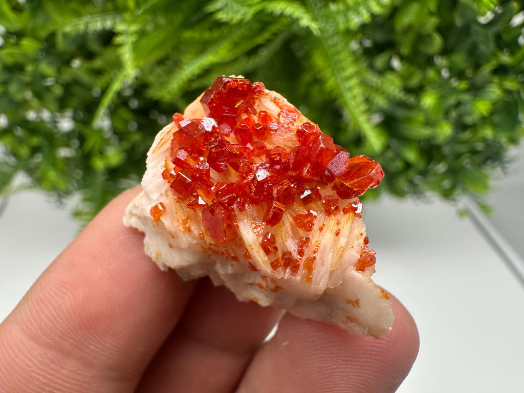 Red Vanadinite on Barite from Marocco,crystal minerals Speciment cluster Vanadinite crystal Vanadinite Geology Vanadinite cluster minerals