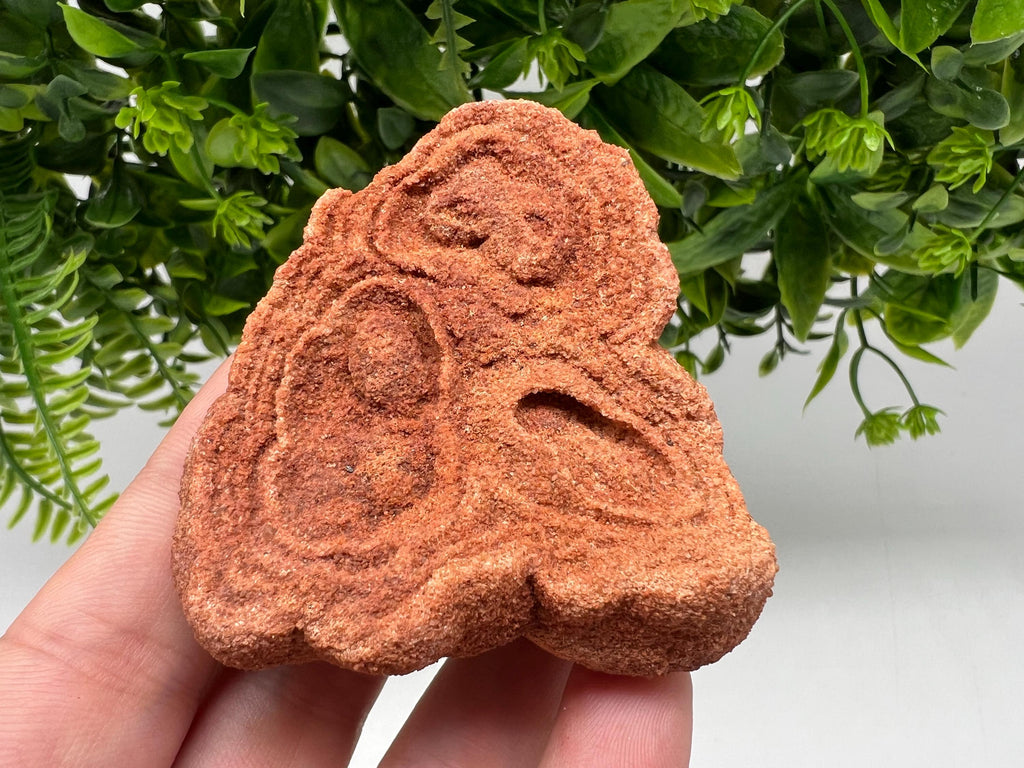 Raw Moroccan Stromatolite Fossil Specimen, Grounding Stone