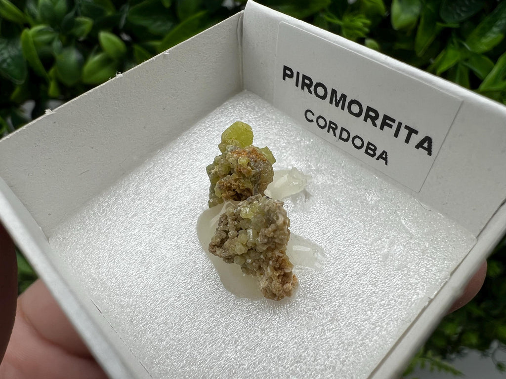 Pyromorphite Stone / Pyromorphite on Matrix / Pyromorphite Crystal / Raw Crystal / Pyromorphite Cluster / Rough Pyromorphite / Pyromorphite