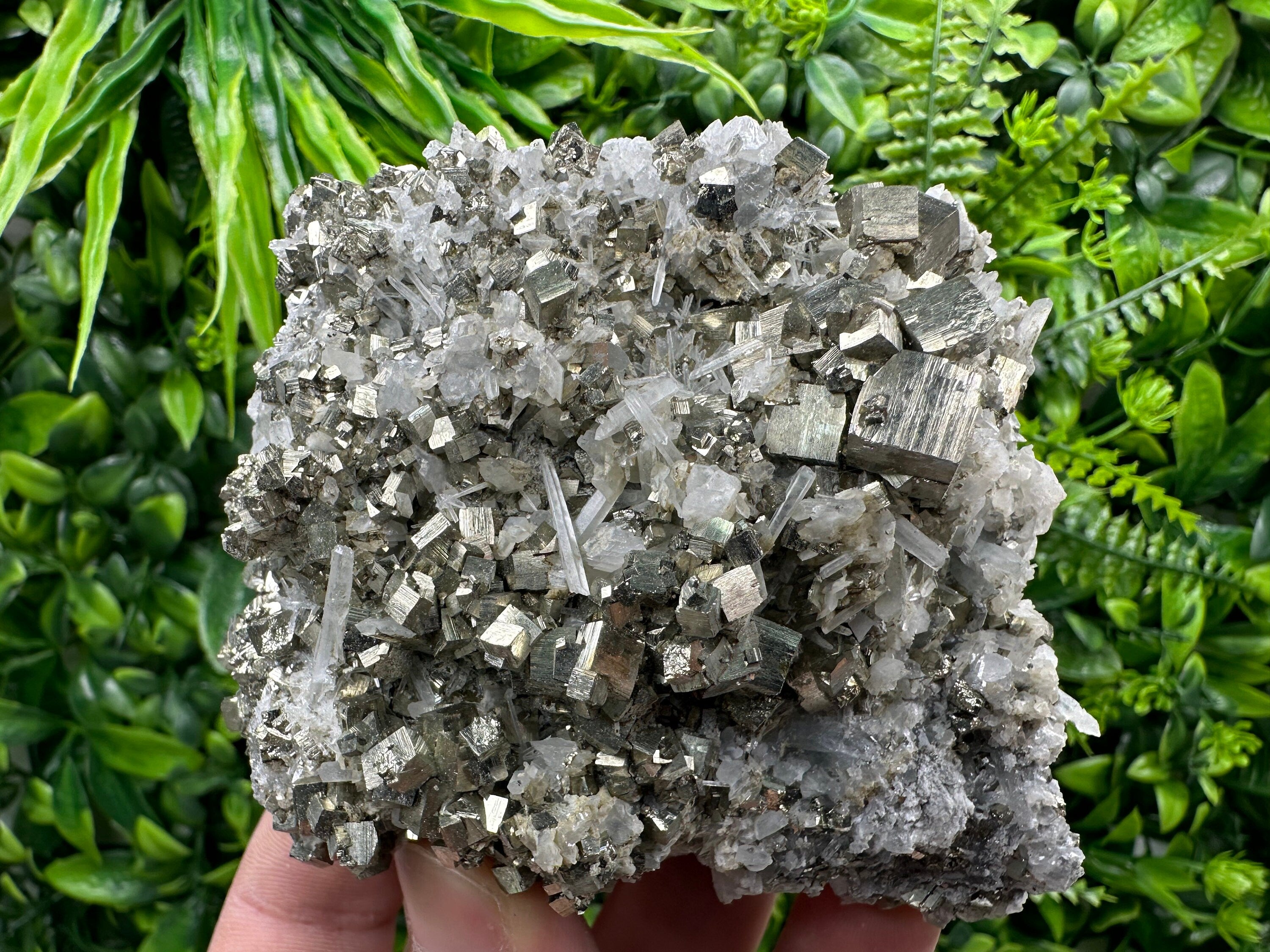 Golden Pyrite on Quartz, Borieva Mine, Bulgaria