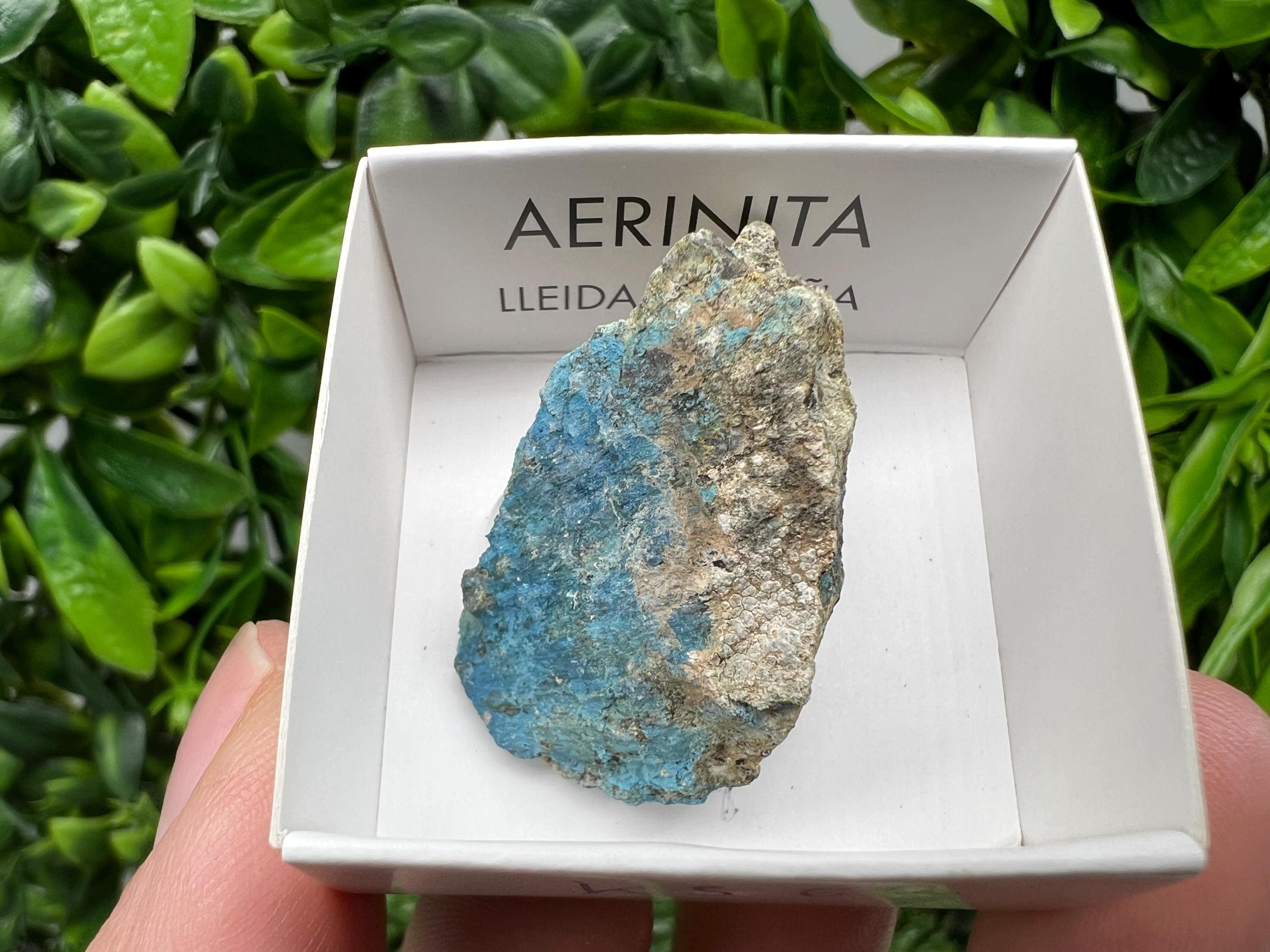 Rare Raw Aerinite Mineral Specimen: Lleida, Spain Crystal Collection