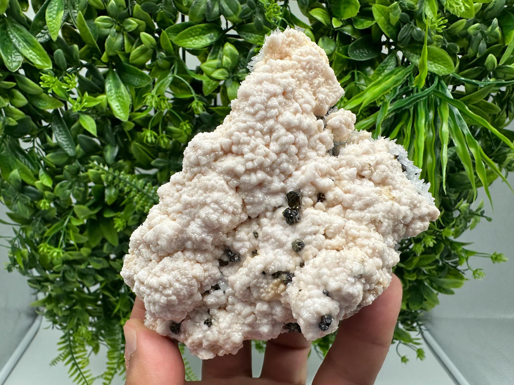 Stunning Manganocalcite whit Cleiopfane  from Krushev dol mine,Madan,Bulgaria,pink Calcite,Mangano Calcite,natural,collection mineral specim