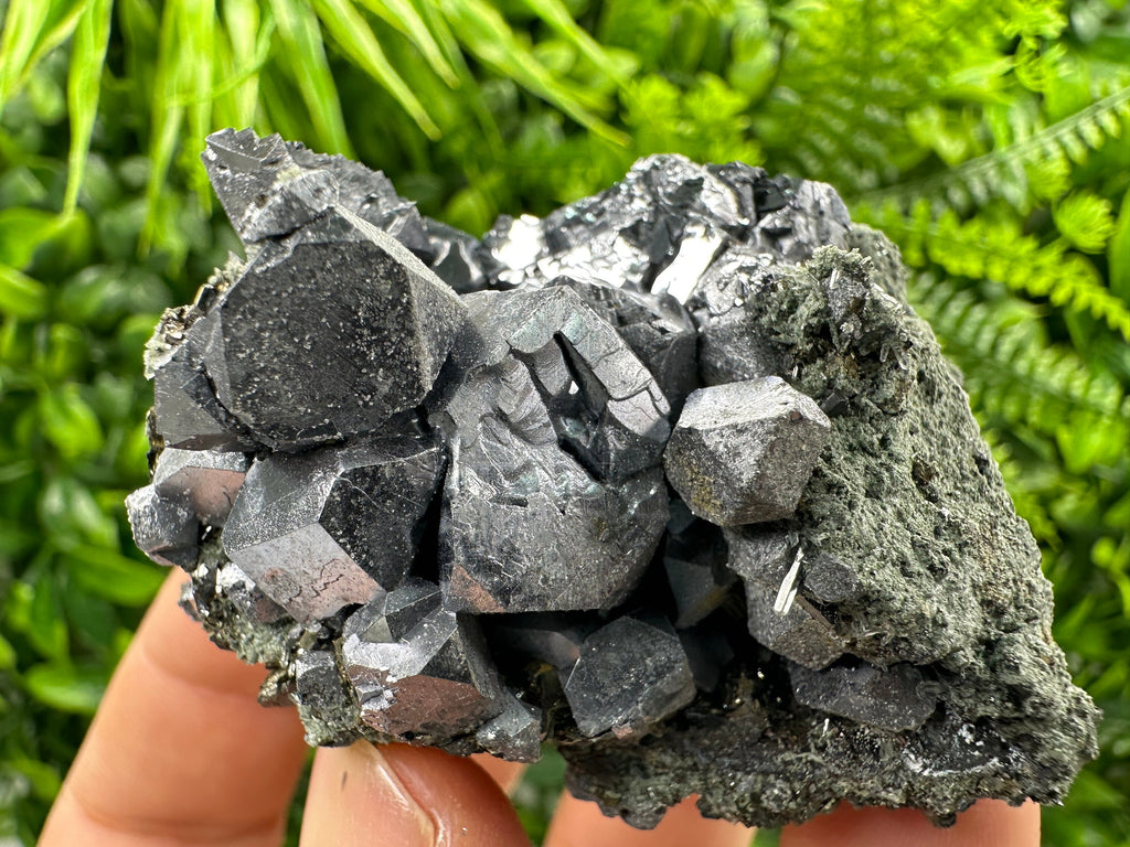 Shiny Galena with Chlorite, Borieva Mine Bulgaria, Mineral Specimen