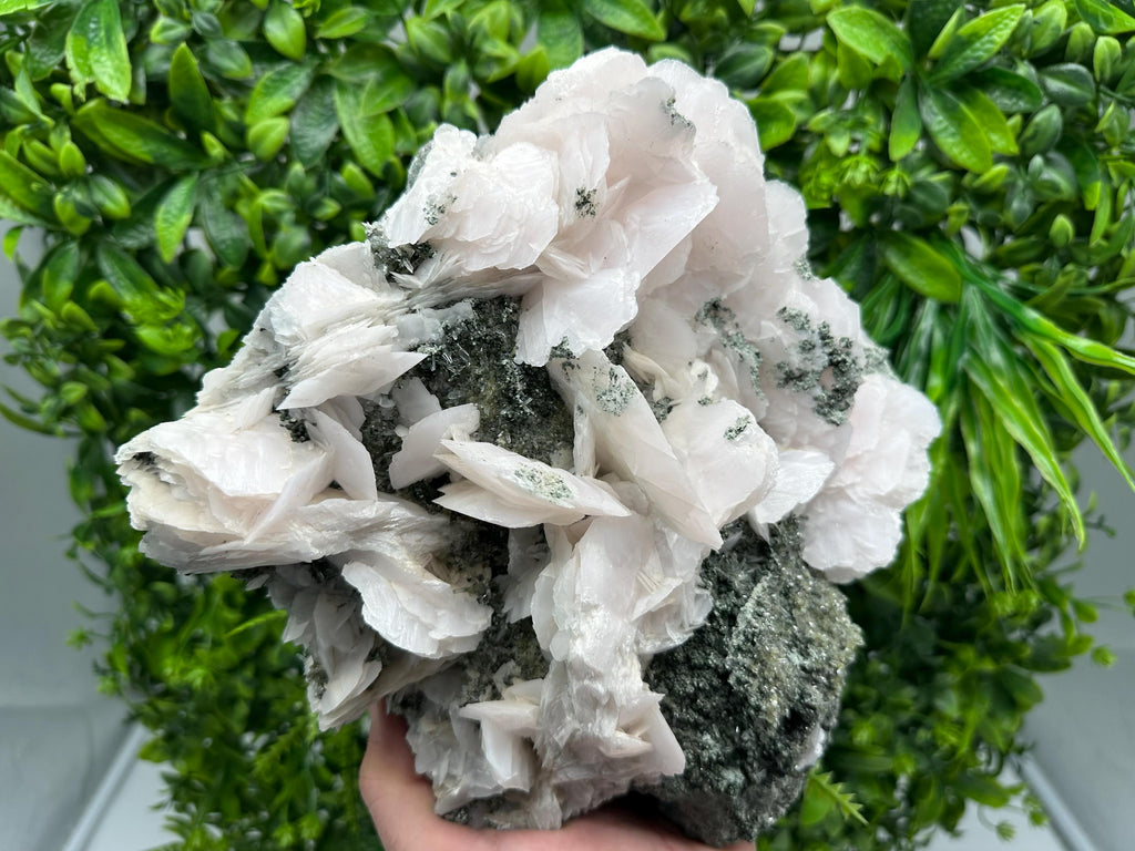 Large Mangano Calcite Wings on Chlorite Matrix, Bulgaria Mineral Specimen