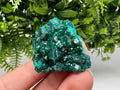 Stunning Green Dioptase from Sanda Hills,Mindouli,Pool Department,Mindouli District,Congo,green Dioptase,Dioptas Crystal,Dioptase collecting