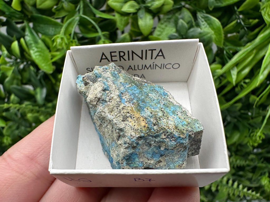 Rare Raw Aerinite Mineral Specimen: Lleida, Spain Crystal