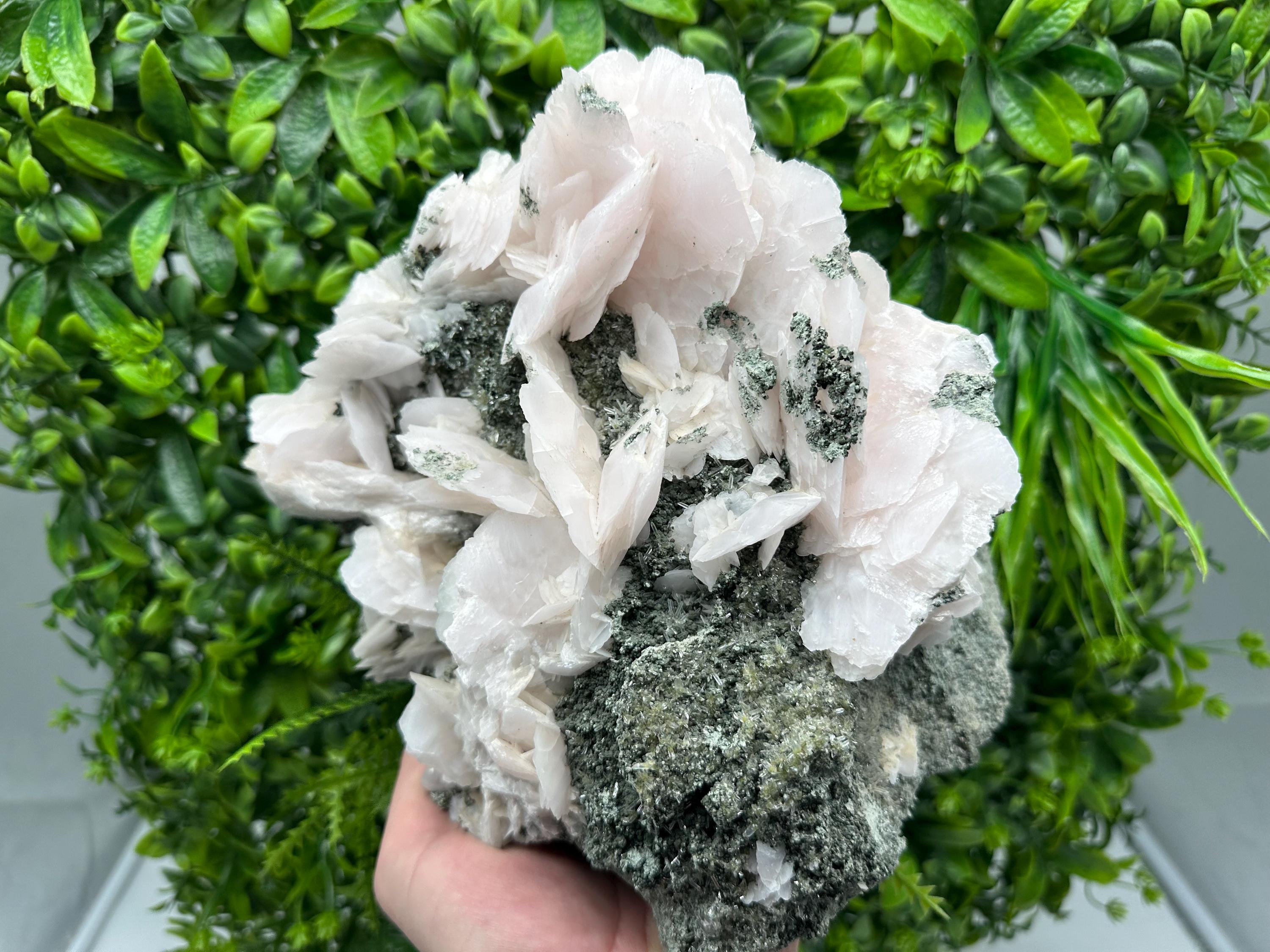 Large Mangano Calcite Wings on Chlorite Matrix, Bulgaria Mineral Specimen