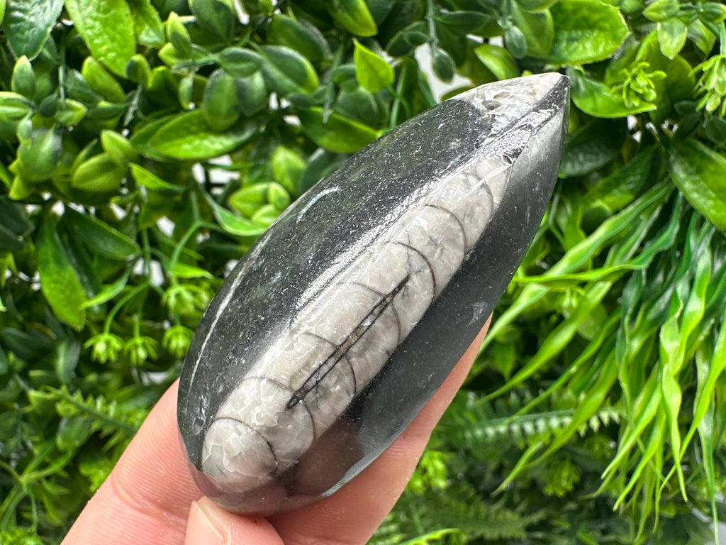 Polished Orthoceras Fossil Cabochon: Pear Shape Loose Gemstone