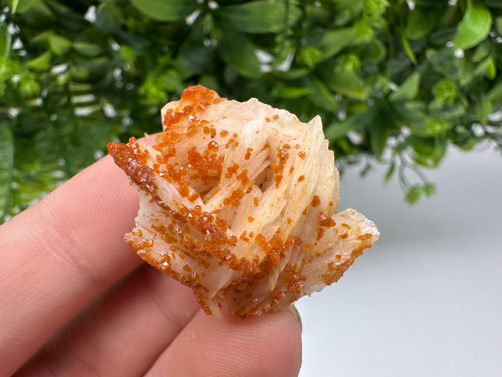 Red Vanadinite on Barite, Moroccan Crystal Cluster