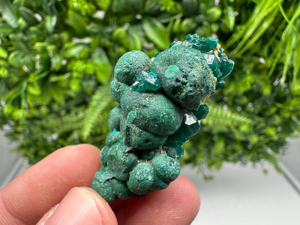 Stunning Green Dioptase from Sanda Hills,Mindouli,Pool Department,Mindouli District,Congo,green Dioptase,Dioptas Crystal,Dioptase collecting