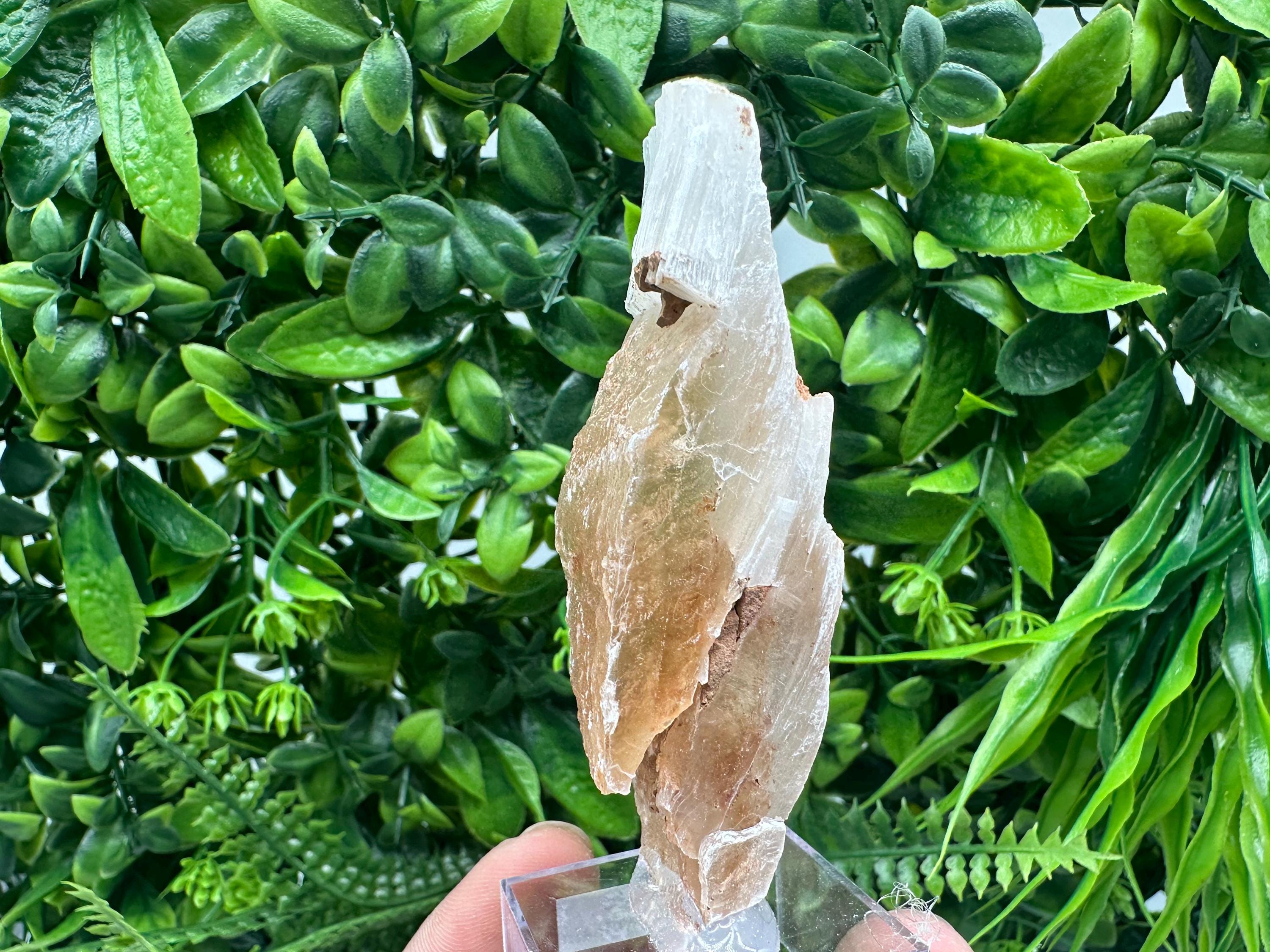 Golden Phantom Selenite Slab: Raw Utah Fishtail Selenite Wand