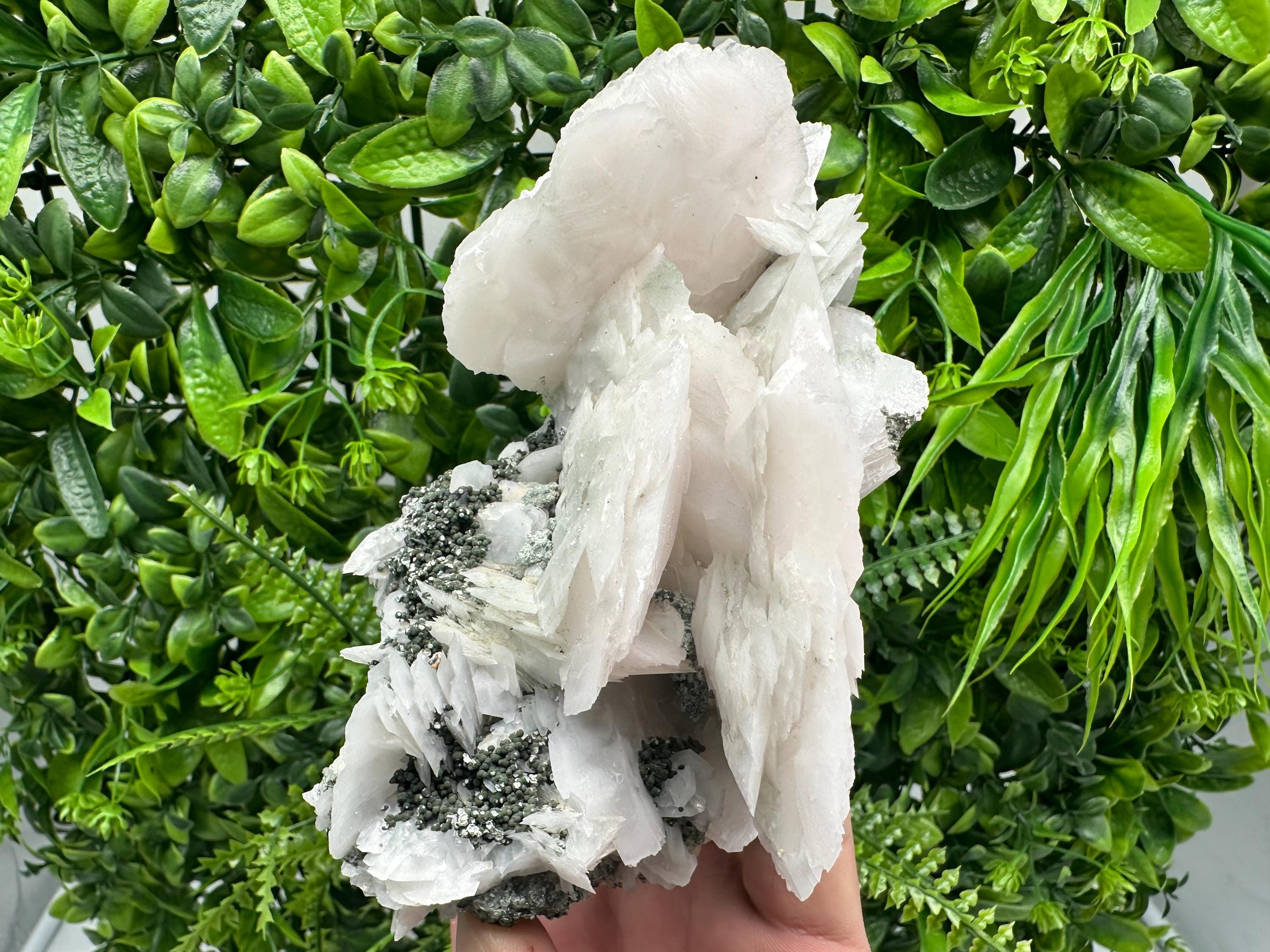 Mangano Calcite Wings on Chlorite Matrix, Bulgaria Mineral Specimen