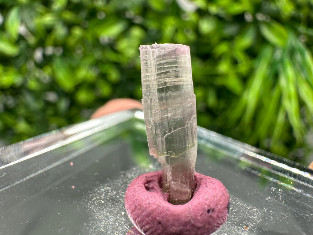 Rare Pink & Green Rubellite Tourmaline Pencil: 17mm Raw Crystal