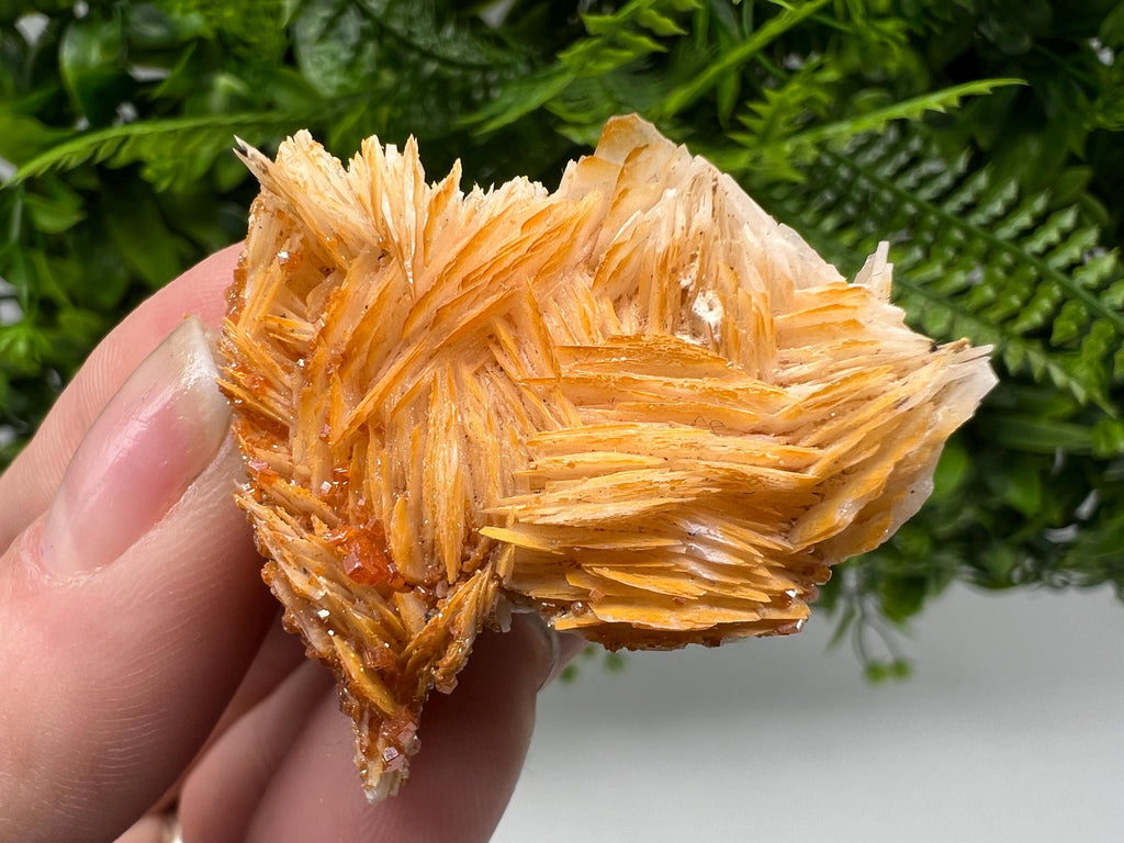 Red Vanadinite on Barite from Marocco,crystal minerals Speciment cluster Vanadinite crystal Vanadinite Geology Vanadinite cluster minerals