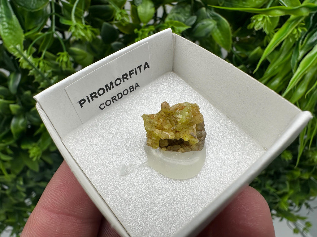 Raw Pyromorphite Crystal Cluster on Matrix, Mini Specimen