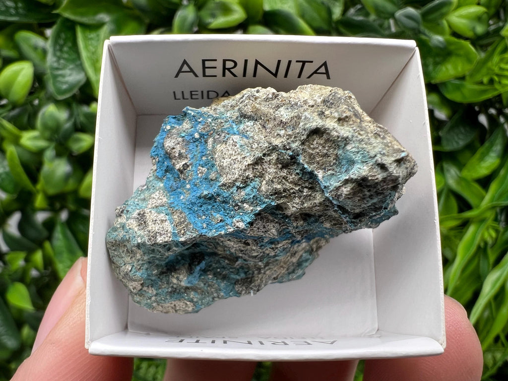 Rare Raw Aerinite Mineral Specimen: Lleida, Spain (4.5/3.5 CM)