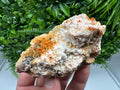 Red Vanadinite Crystal Cluster on Barite, Morocco Mineral Specimen