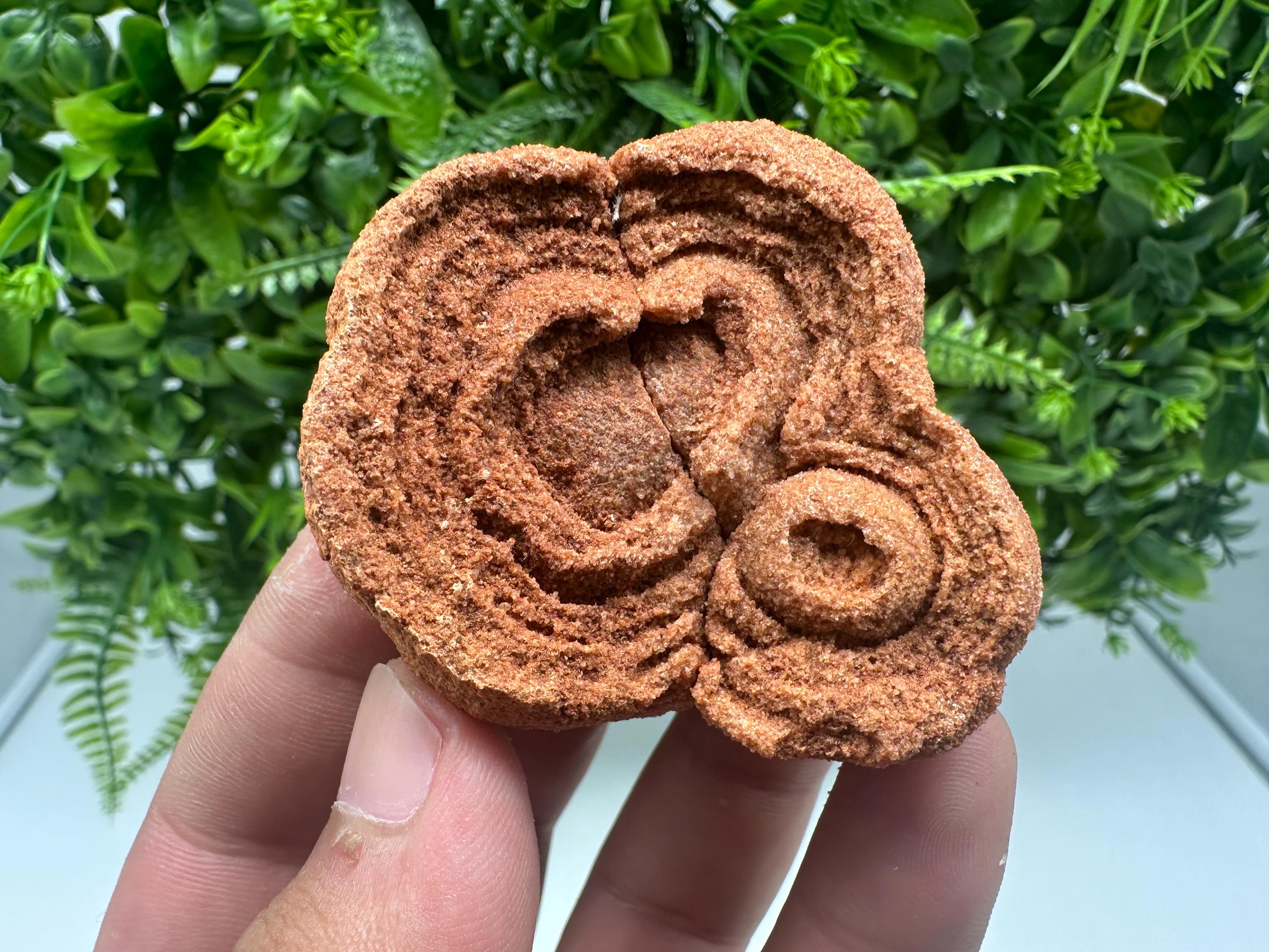 Moroccan Stromatolite Fossil Specimen: Raw Algae Stone for Grounding