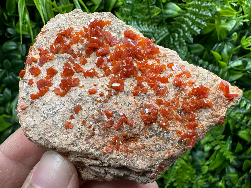 Red Vanadinite Crystal Cluster on Matrix, Morocco Mineral Specimen