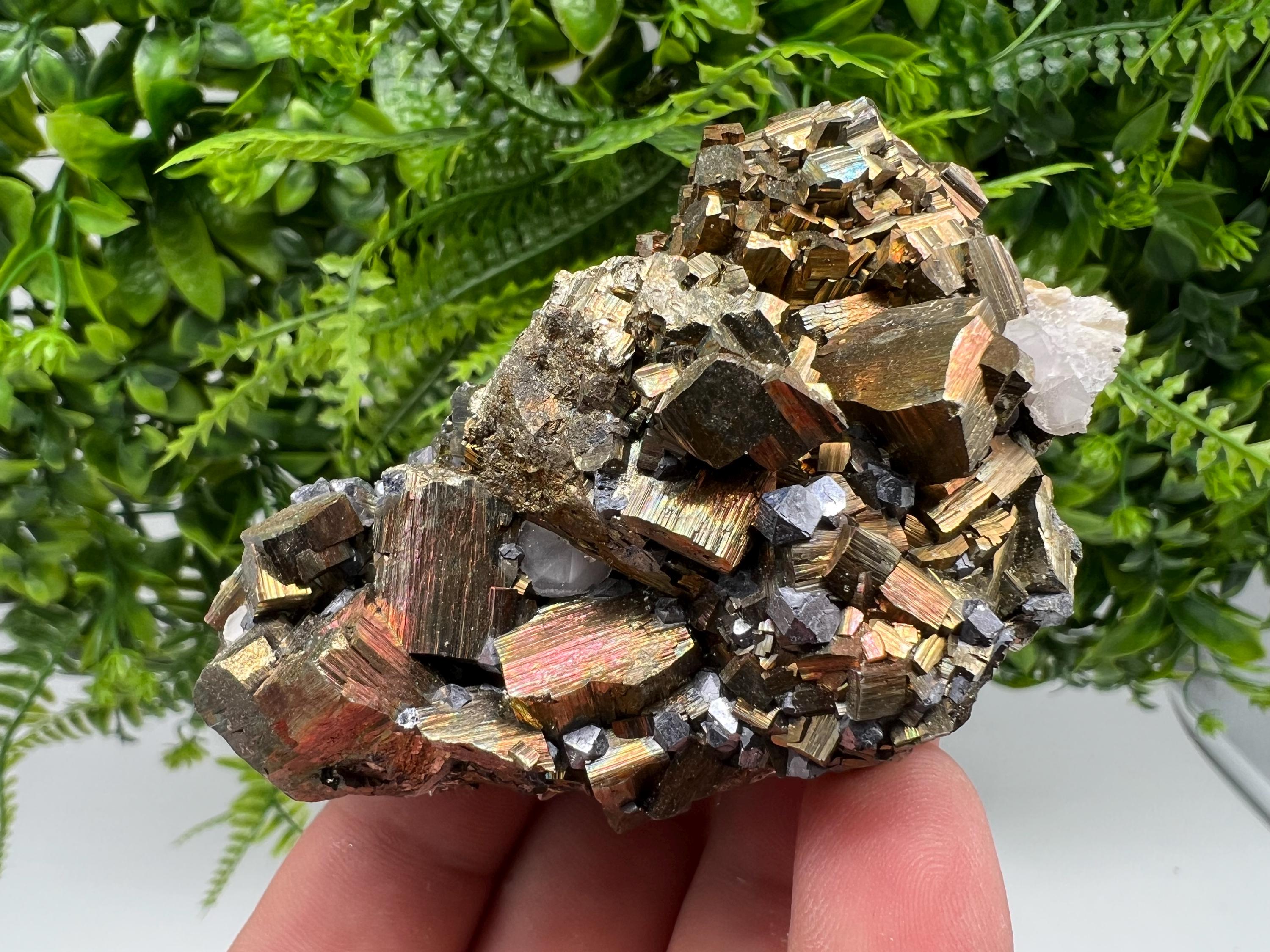 Galena on Pyrite Specimen: Borieva Mine, Bulgaria
