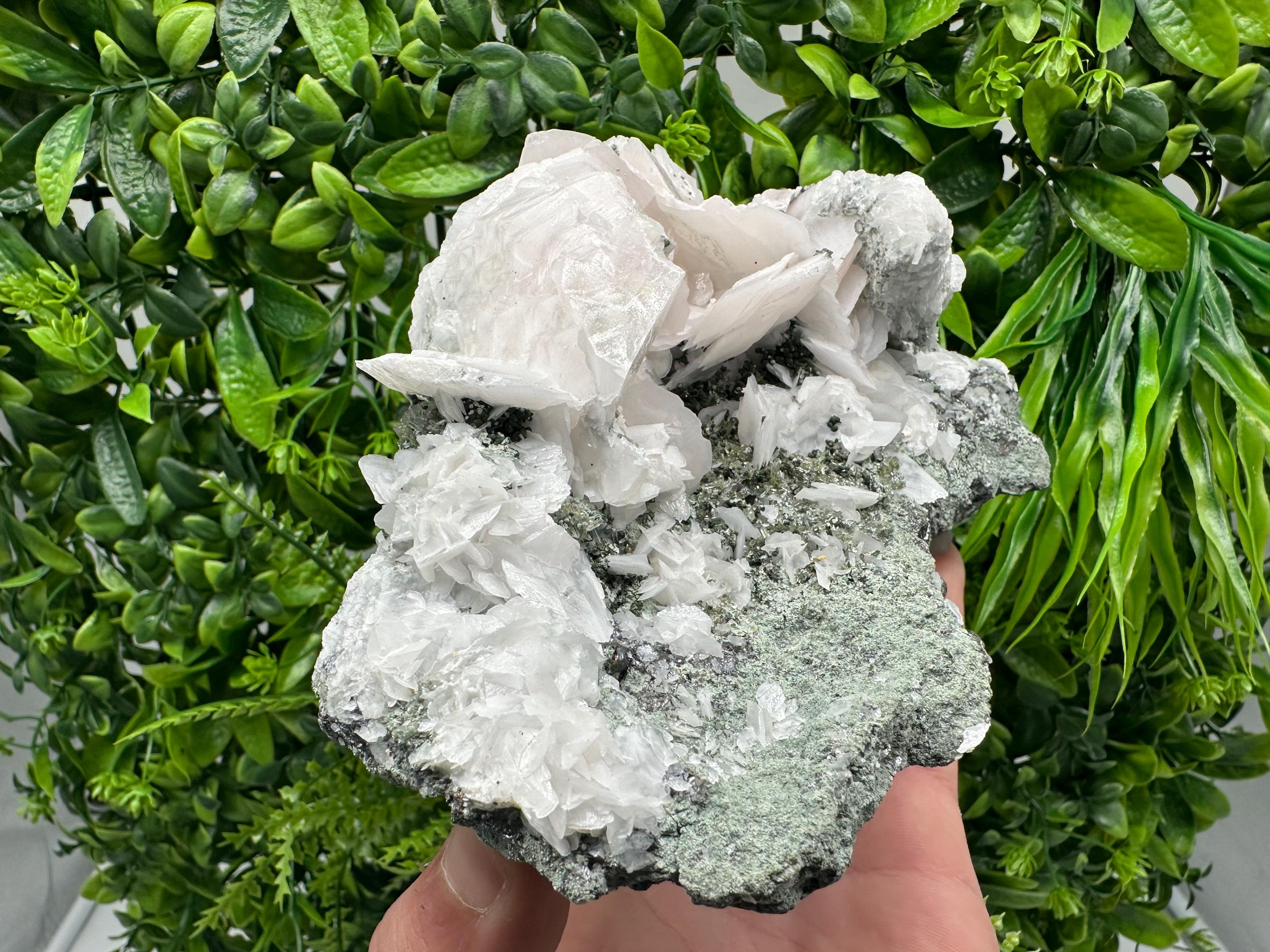Mangano Calcite Wings on Chlorite Matrix, Bulgaria Mineral Specimen