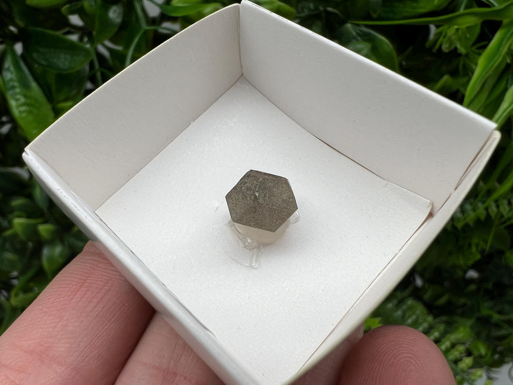 Rare Fedenstock Smoky Quartz Point, Swiss Mineral Specimen (15MM)