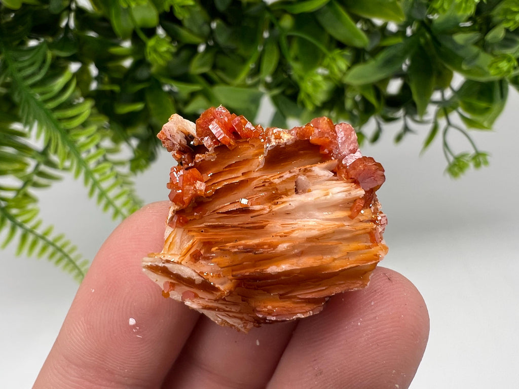 Red Vanadinite on Barite from Marocco,crystal minerals Speciment cluster Vanadinite crystal Vanadinite Geology Vanadinite cluster minerals