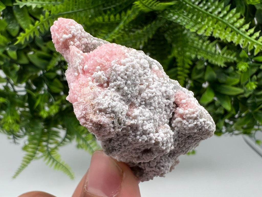 RARE Rhodochrosite with White Calcite, Starnica Mine Bulgaria
