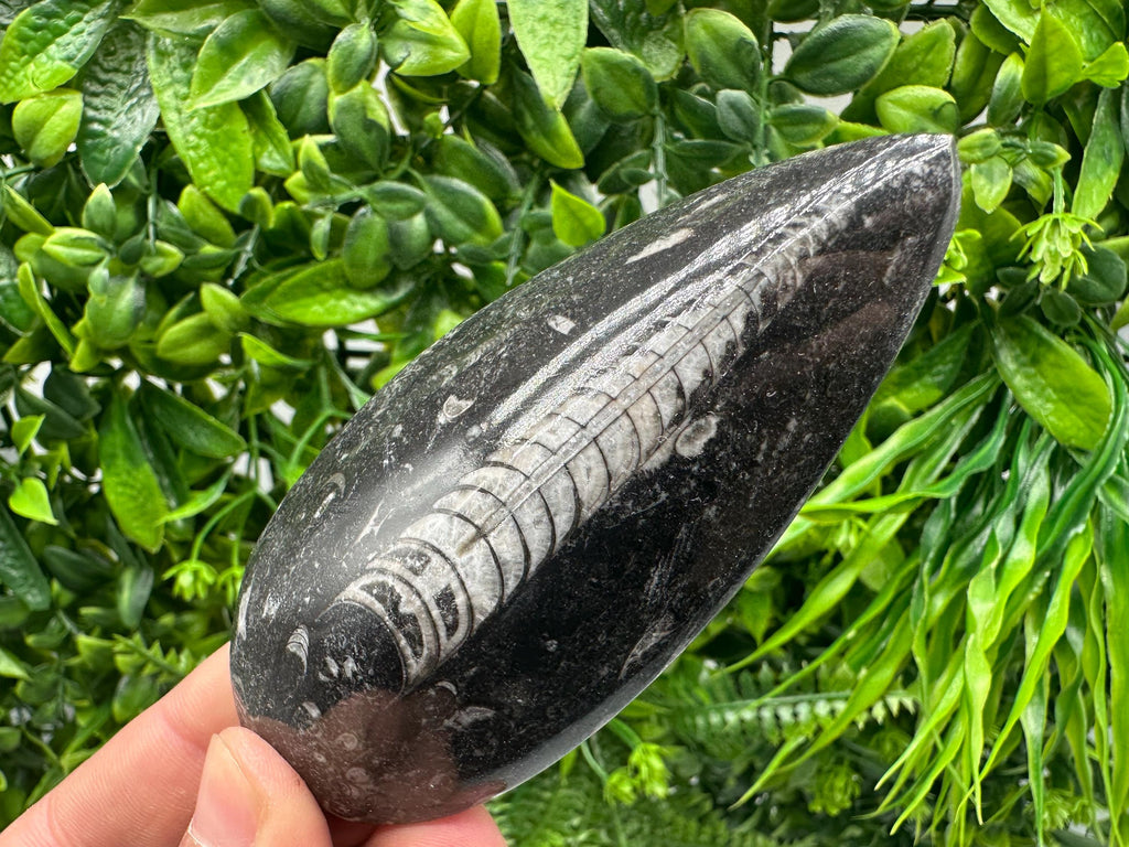 Polished Orthoceras Fossil Cabochon: Pear Shape Loose Gemstone