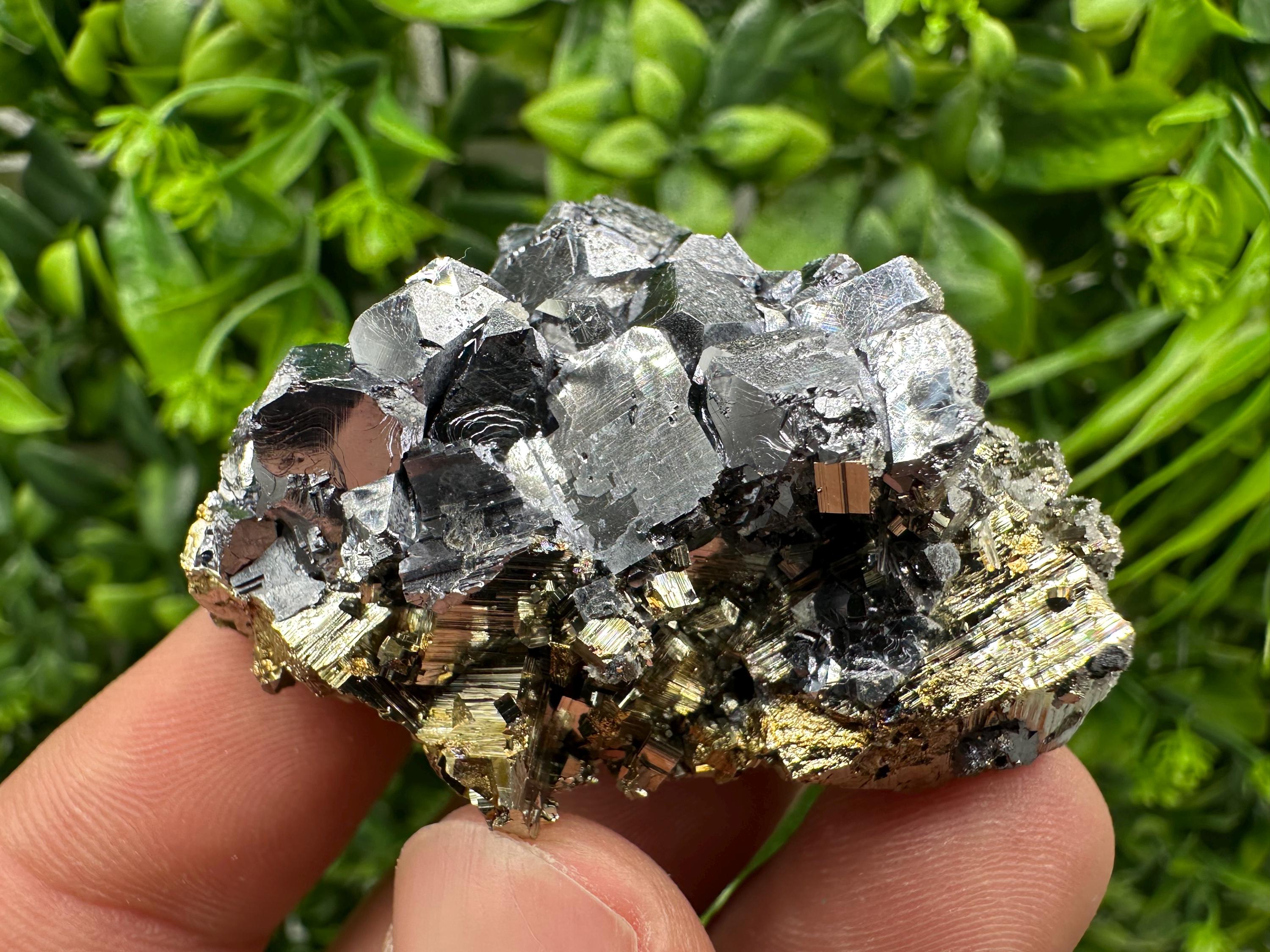 Galena on Pyrite Specimen: Borieva Mine, Bulgaria