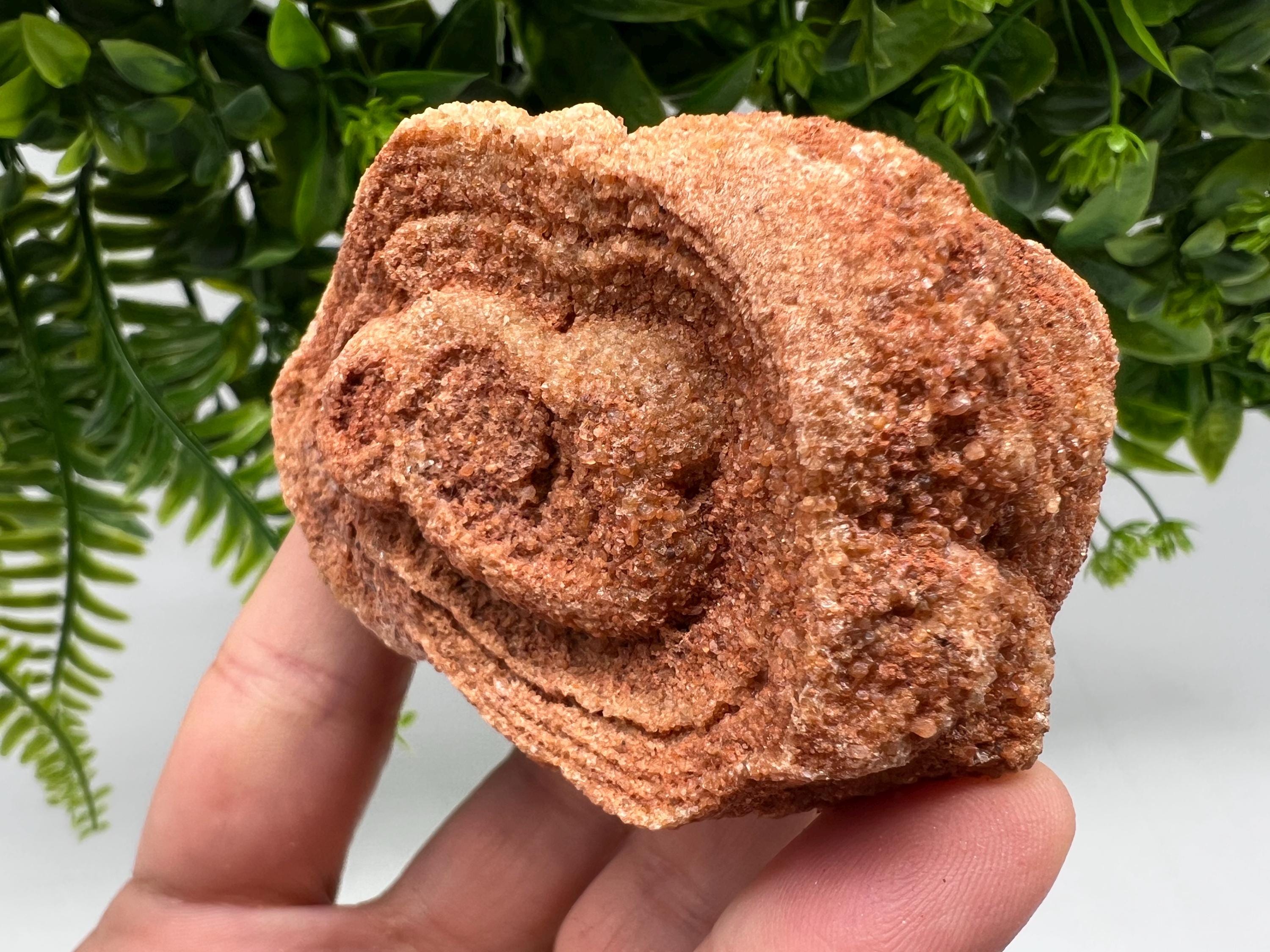 Raw Moroccan Stromatolite Fossil Specimen, Grounding Algae