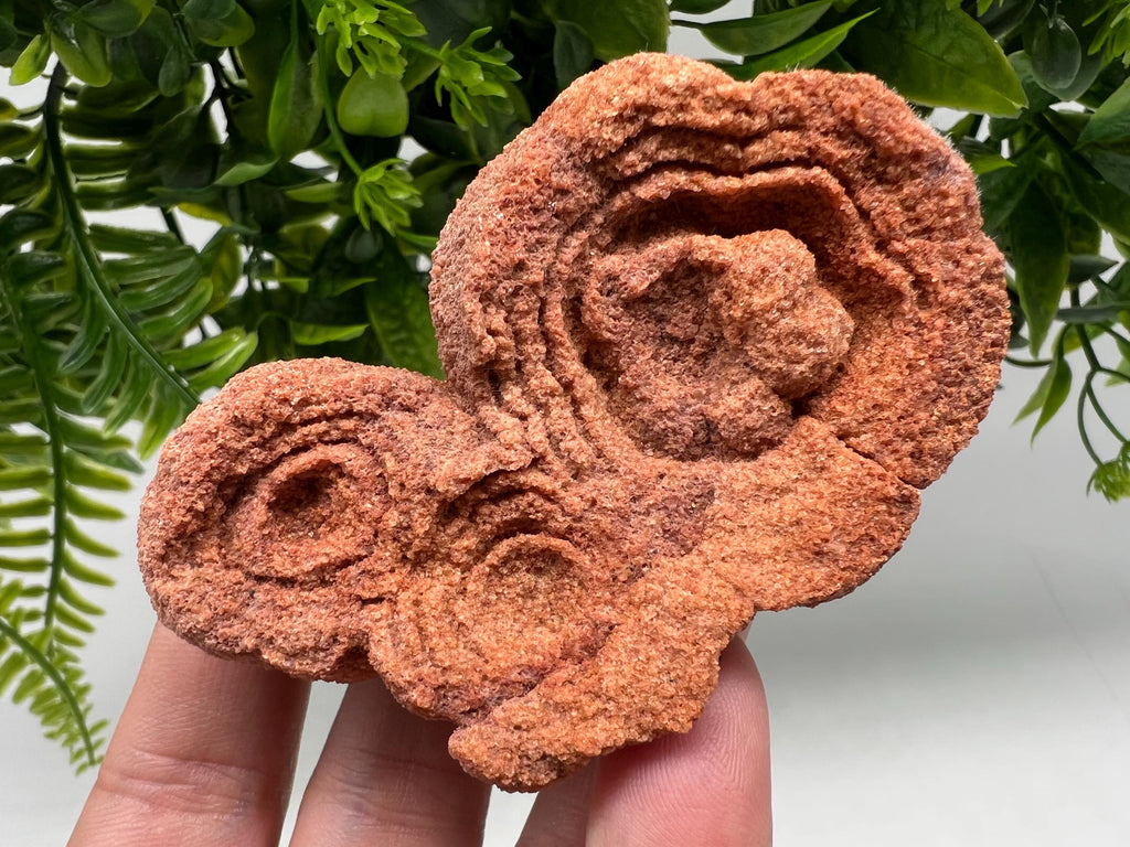 Raw Moroccan Stromatolite Fossil Specimen, Grounding Algae