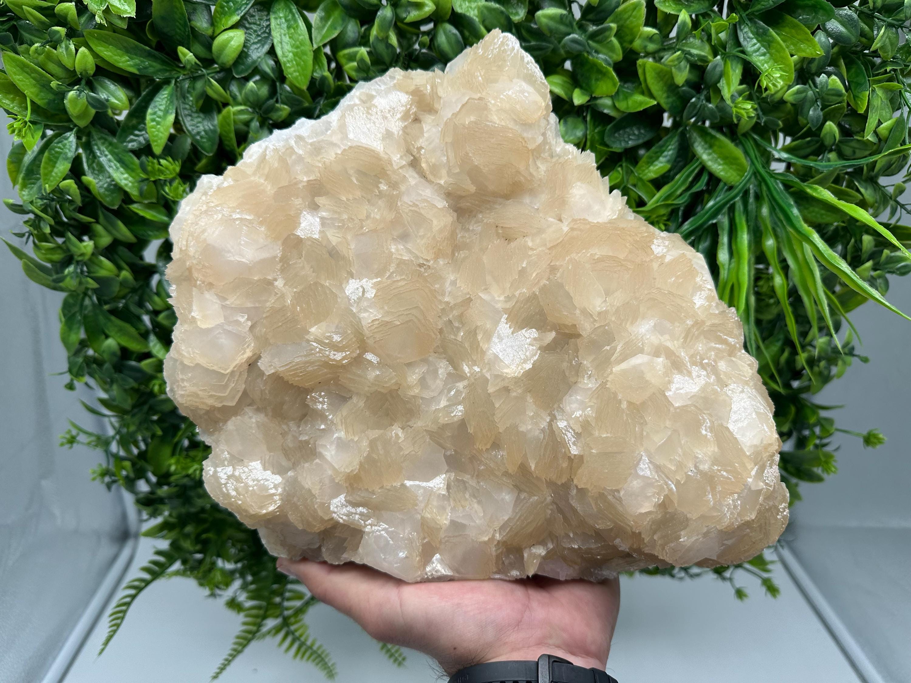 Extra Large Pink Manganocalcite Specimen: Krushev Dol Mine, Bulgaria
