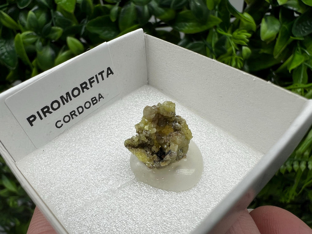 Pyromorphite Stone / Pyromorphite on Matrix / Pyromorphite Crystal / Raw Crystal / Pyromorphite Cluster / Rough Pyromorphite / Pyromorphite