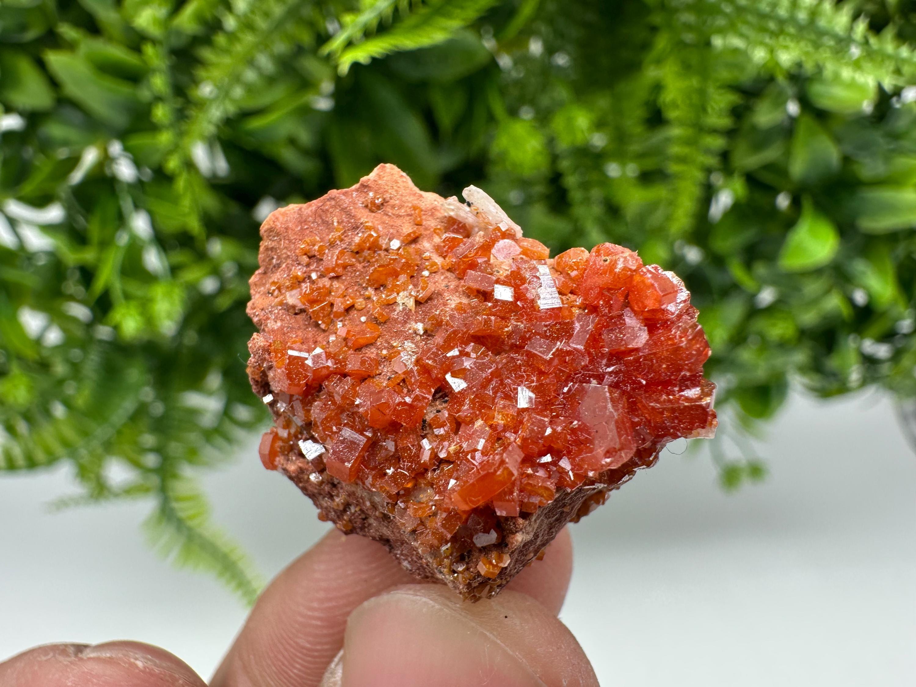 Red Vanadinite Crystal Cluster on Barite, Morocco Mineral Specimen