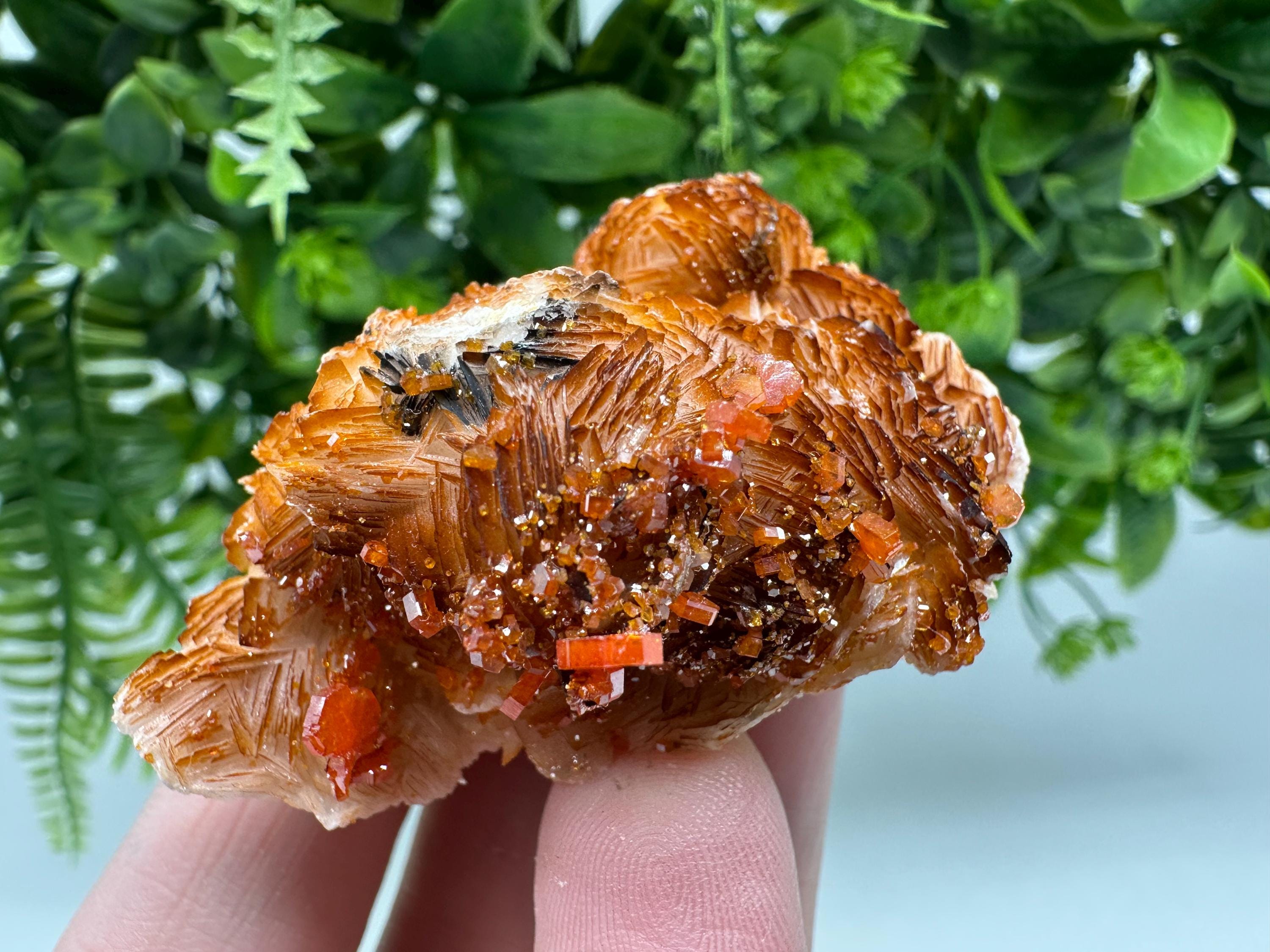 Red Vanadinite Crystal Cluster on Barite Matrix from Morocco, Geology Specimen