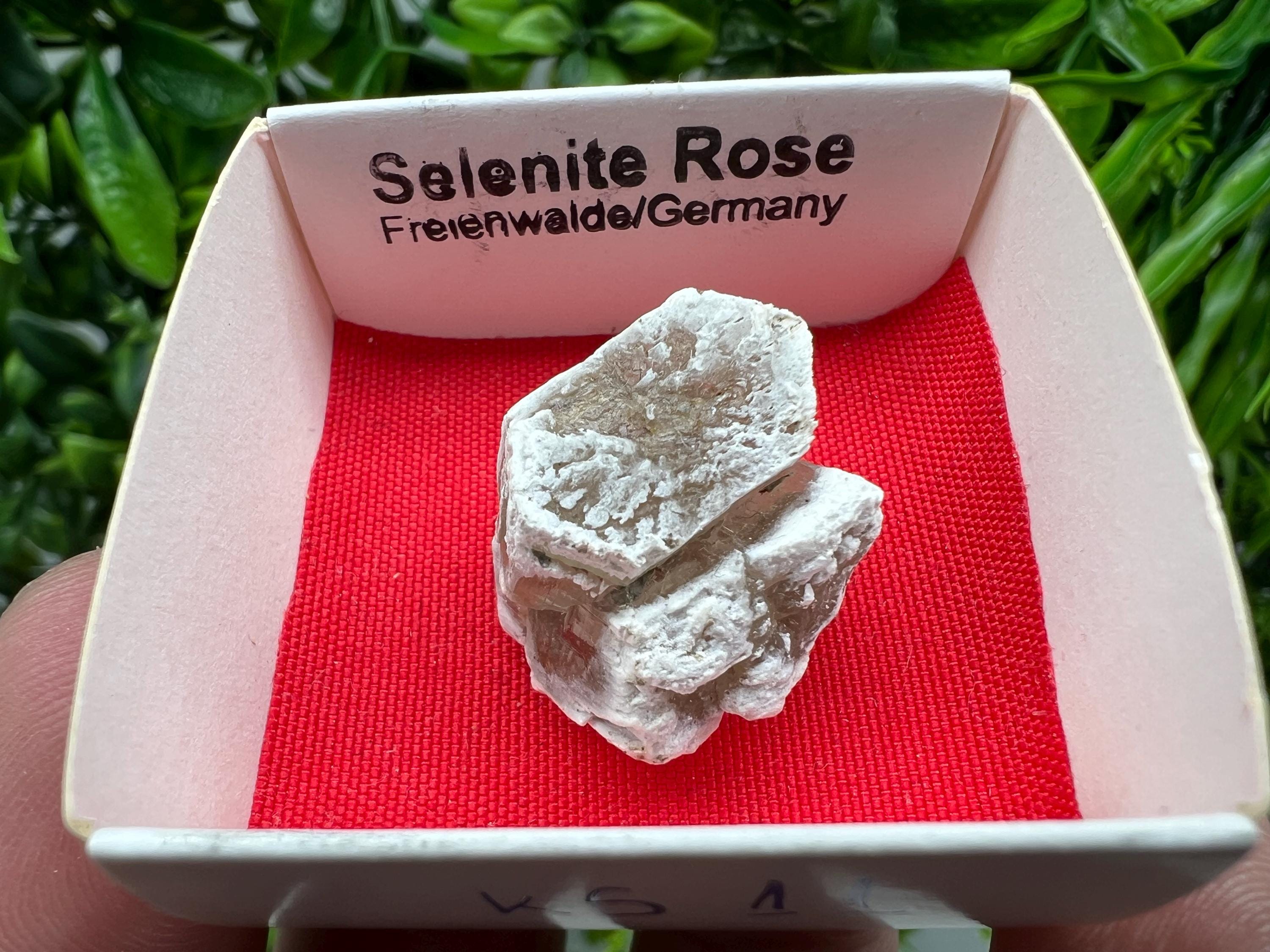 Selenite Rose, Freienwalde Germany, Natural Crystal Mineral Specimen