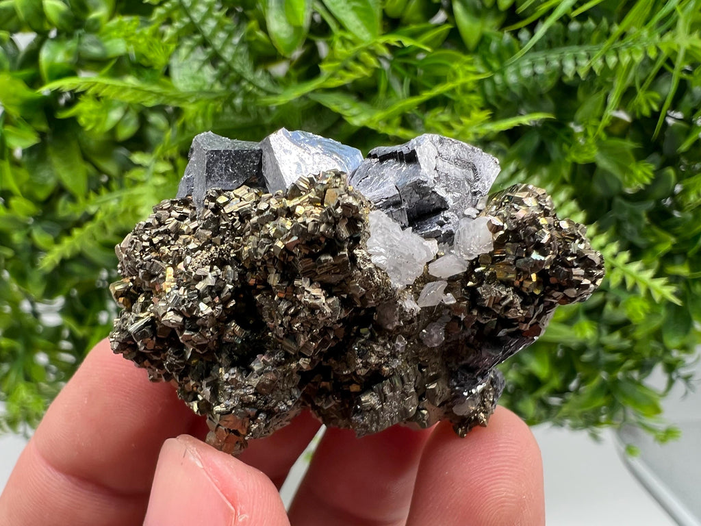 Galena on Pyrite Specimen: Borieva Mine, Bulgaria