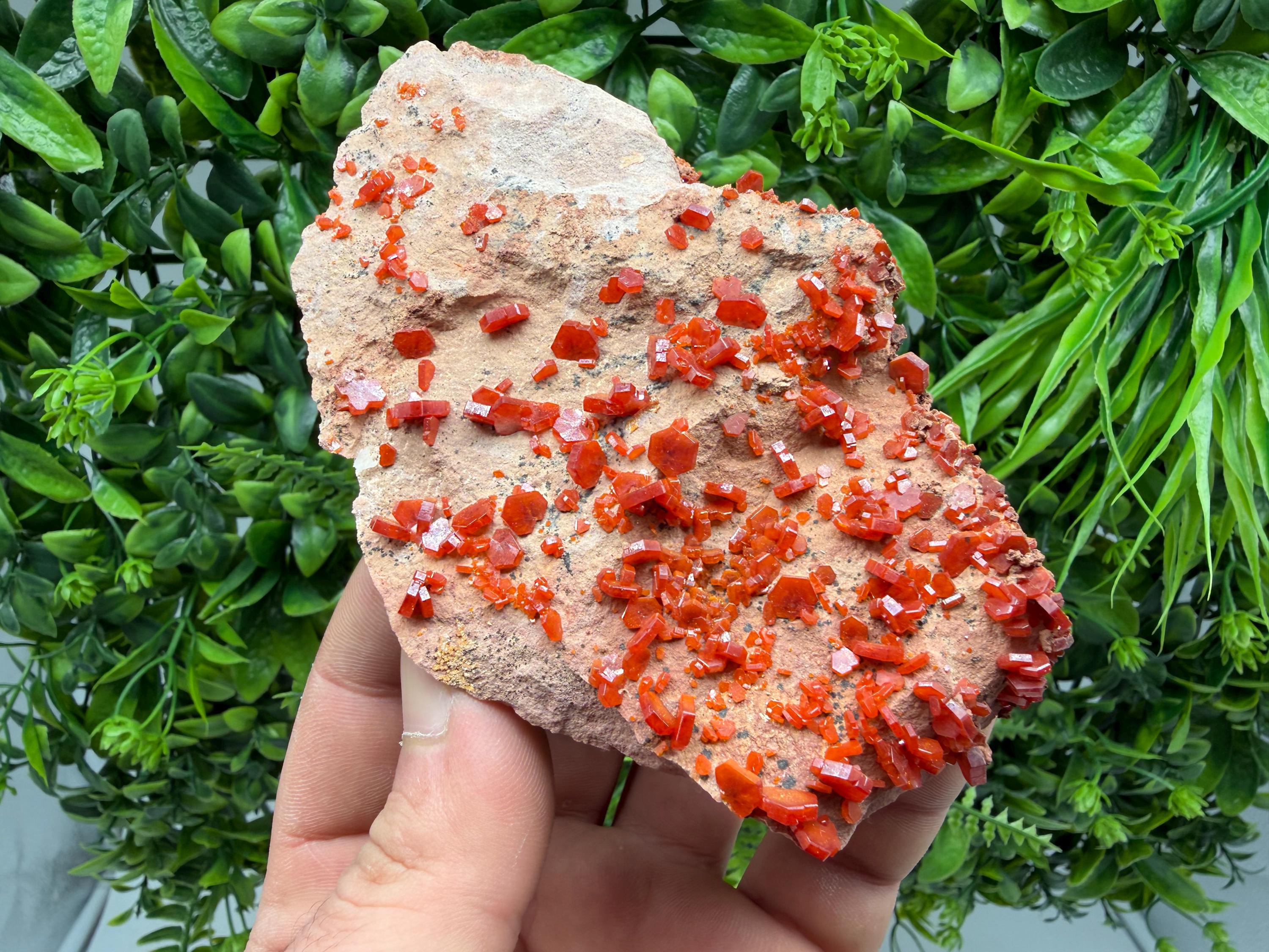 Red Vanadinite on Matrix from Marocco,crystal minerals Speciment cluster Vanadinite crystal Vanadinite Geology Vanadinite cluster minerals