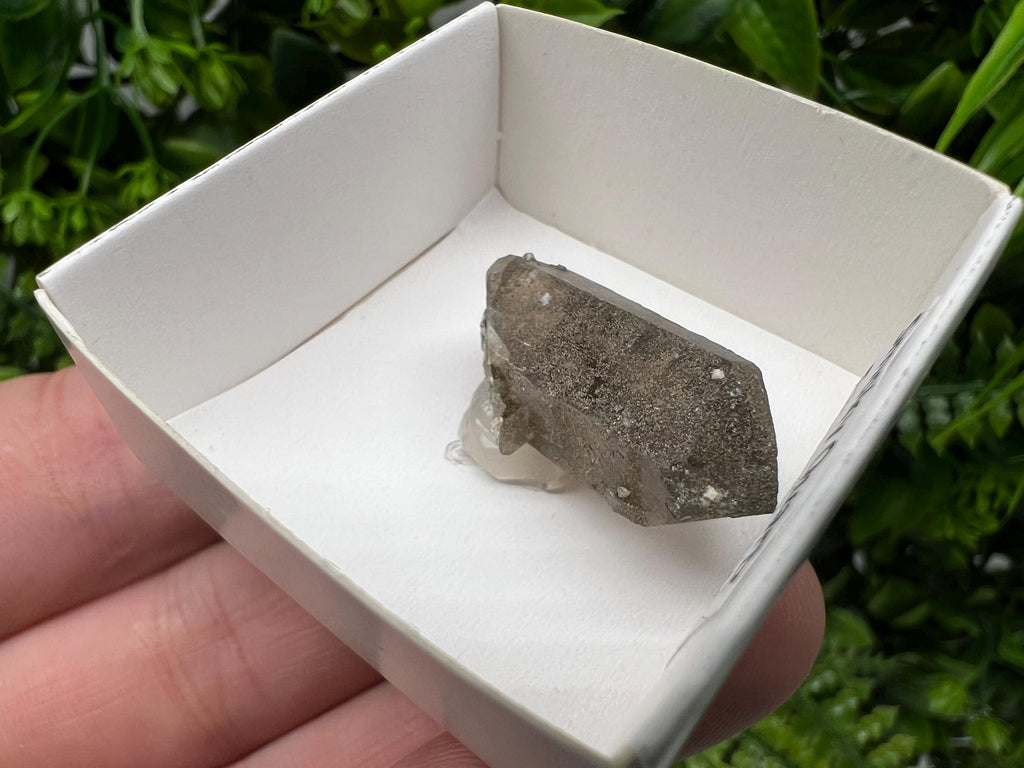 Rare Smoky Quartz Point from Fedenstock Switzerland (30 MM)