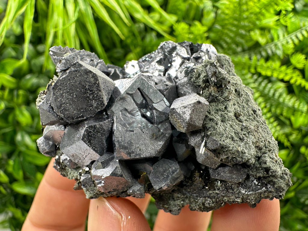 Shiny Galena with Chlorite, Borieva Mine Bulgaria, Mineral Specimen