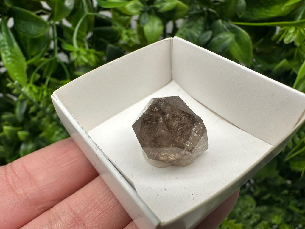 Rare Fedenstock Smoky Quartz, Swiss Mineral Specimen (20/20MM)
