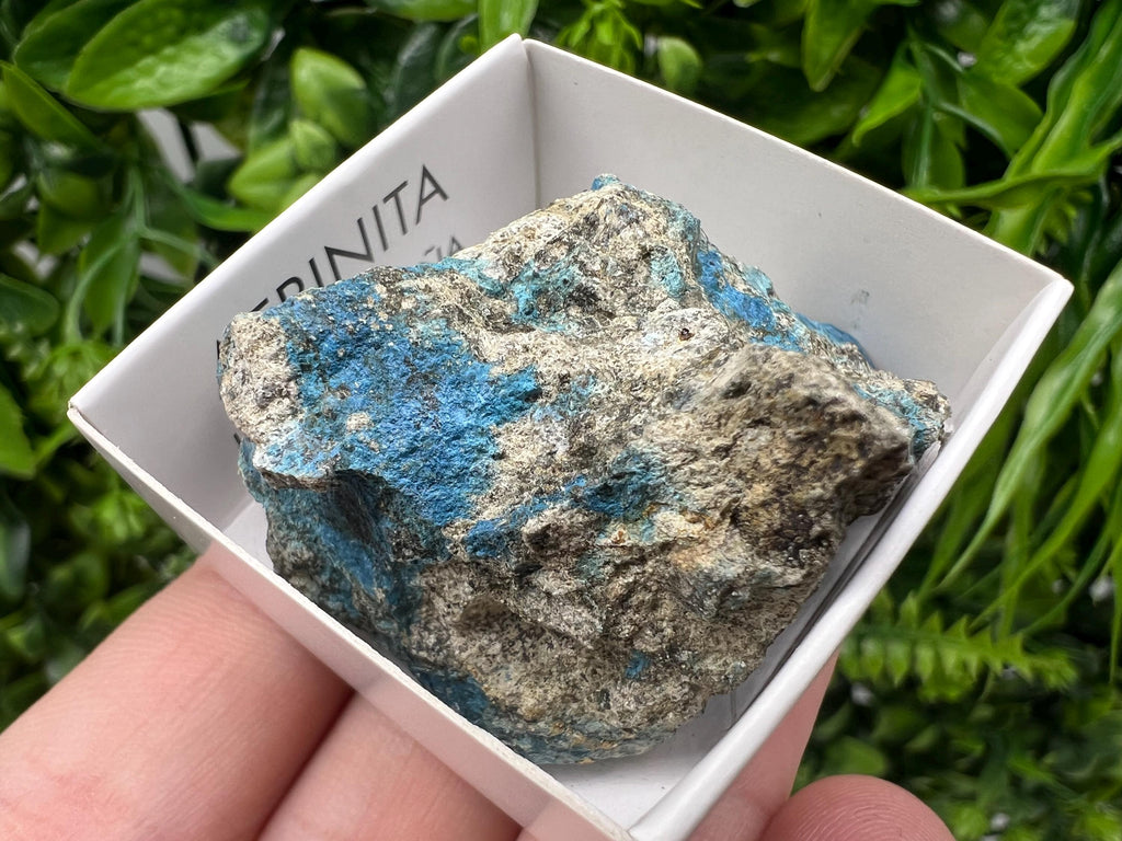 Rare Raw Aerinite Mineral Specimen: Lleida Spain Crystal Collection