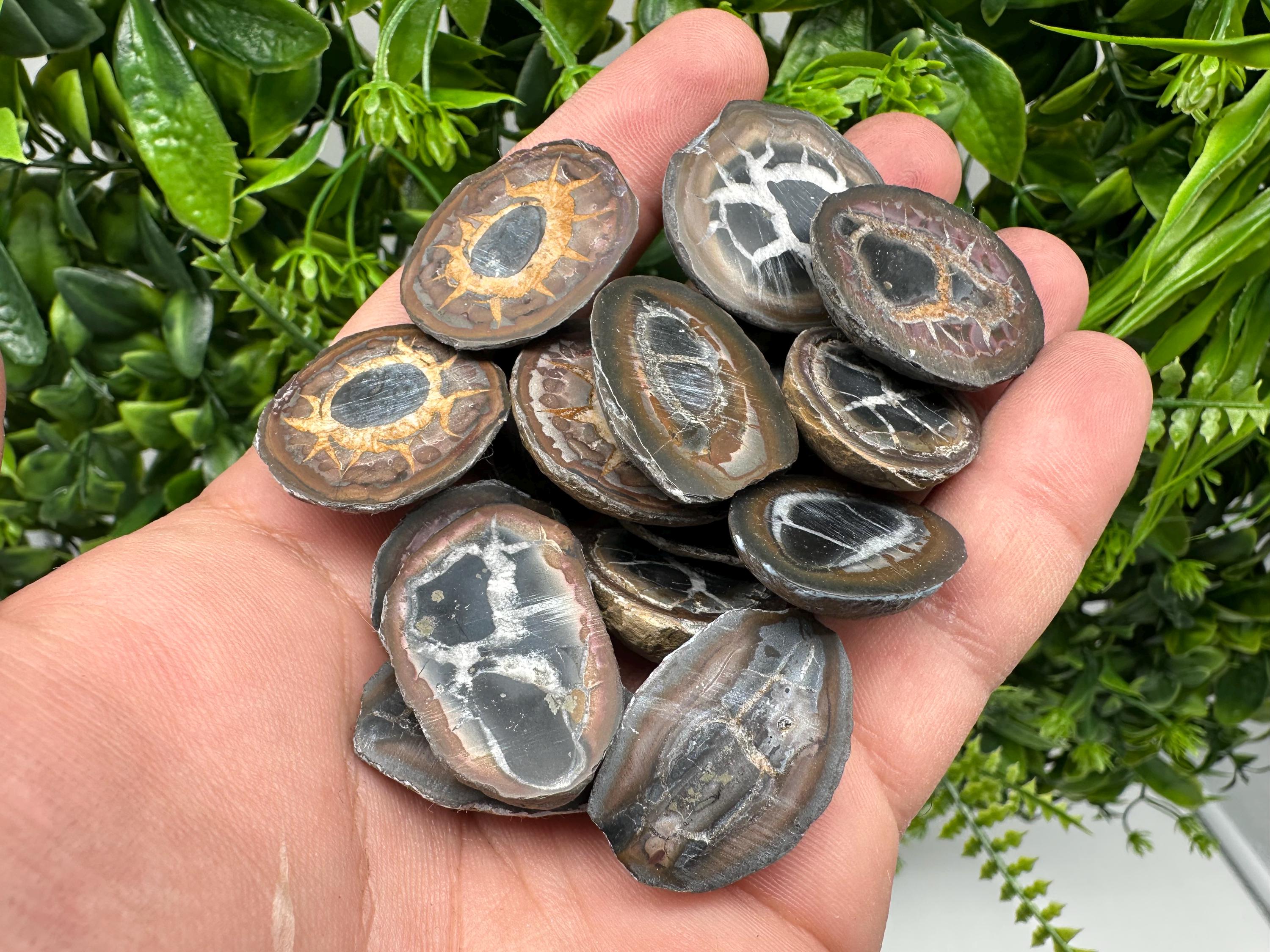 Dragonstones Pair: Septarian Nodule Geode Healing Stones