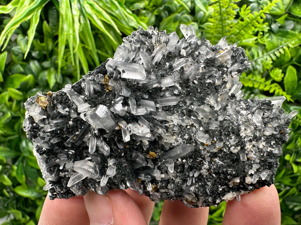Pyrite on Quartz with Chlorite: Borieva Mine Crystal Decor